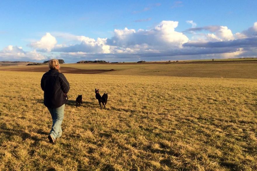 Introducing Henry, The Horseshoe Hound Raising Funds For Dog Rescue