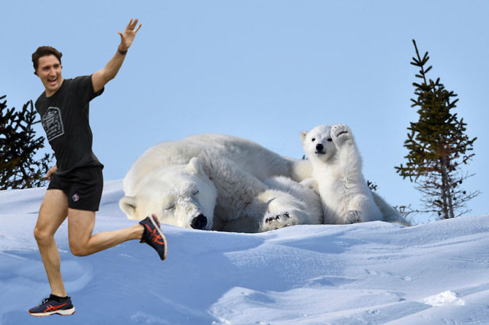 Polar Bear Cub Waves To Say &#8216;Hi&#8217; To The Photographer, Inspires A Hilarious Photoshop Battle
