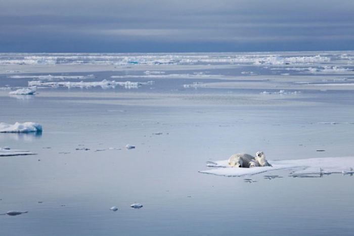 Polar Bear Cub Waves To Say &#8216;Hi&#8217; To The Photographer, Inspires A Hilarious Photoshop Battle