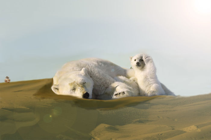 Polar Bear Cub Waves To Say &#8216;Hi&#8217; To The Photographer, Inspires A Hilarious Photoshop Battle