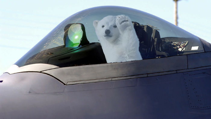 Polar Bear Cub Waves To Say &#8216;Hi&#8217; To The Photographer, Inspires A Hilarious Photoshop Battle