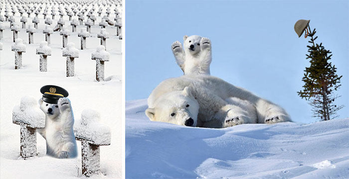 Polar Bear Cub Waves To Say &#8216;Hi&#8217; To The Photographer, Inspires A Hilarious Photoshop Battle