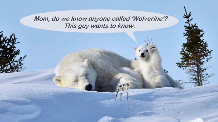 Polar Bear Cub Waves To Say &#8216;Hi&#8217; To The Photographer, Inspires A Hilarious Photoshop Battle