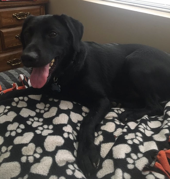 School Includes Teen’s Dog In Yearbook, And That’s No Accident School Includes Teen’s Dog In Yearbook, And That’s No Accident