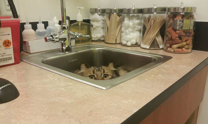 Looking For A Job? This Company Will Pay You For Cuddling With Kittens All Day Long