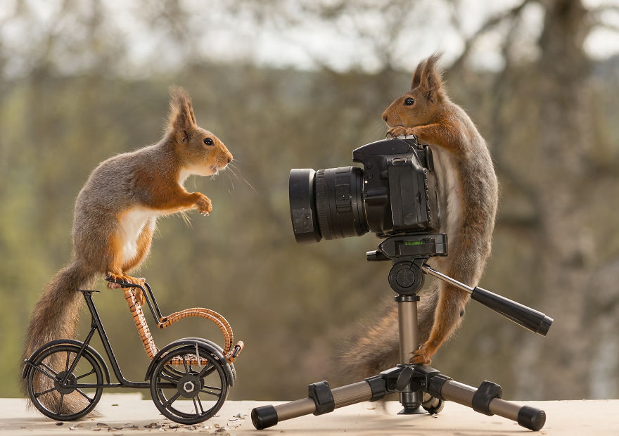 I’ve Been Shooting Wild Squirrels For 4 Years And They Finally Shot Me Back I’ve Been Shooting Wild Squirrels For 4 Years And They Finally Shot Me Back