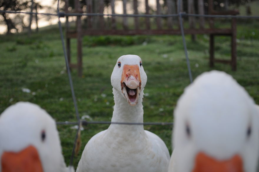 My Family Bought 27 Animals And Moved Up A Mountain My Family Bought 27 Animals And Moved Up A Mountain