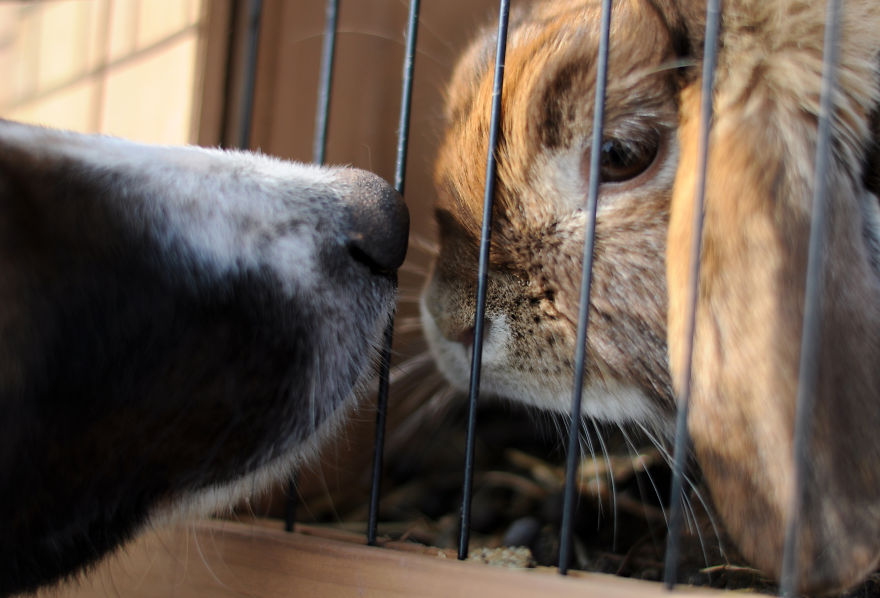 My Family Bought 27 Animals And Moved Up A Mountain My Family Bought 27 Animals And Moved Up A Mountain