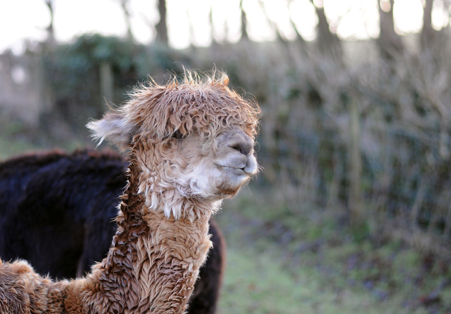 My Family Bought 27 Animals And Moved Up A Mountain My Family Bought 27 Animals And Moved Up A Mountain