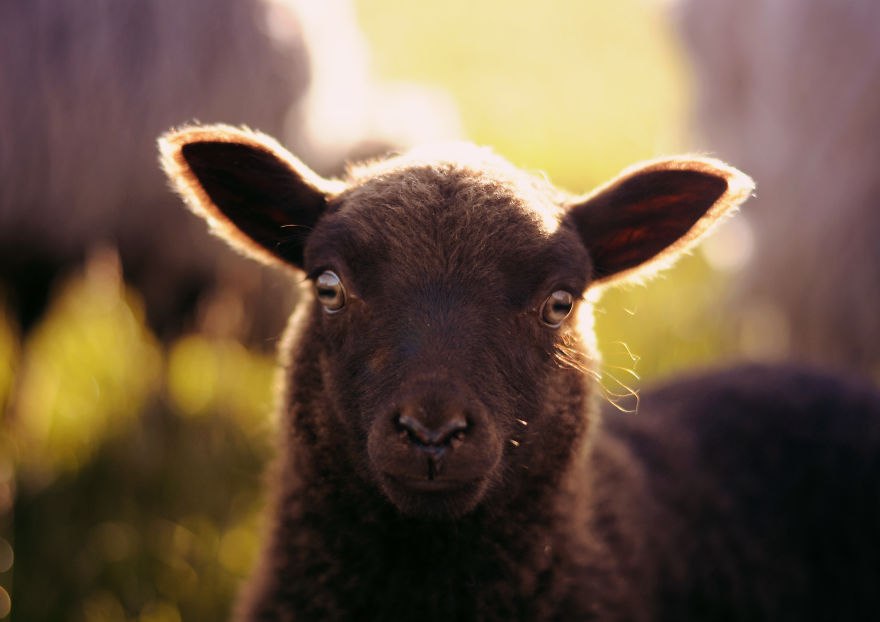 My Family Bought 27 Animals And Moved Up A Mountain My Family Bought 27 Animals And Moved Up A Mountain