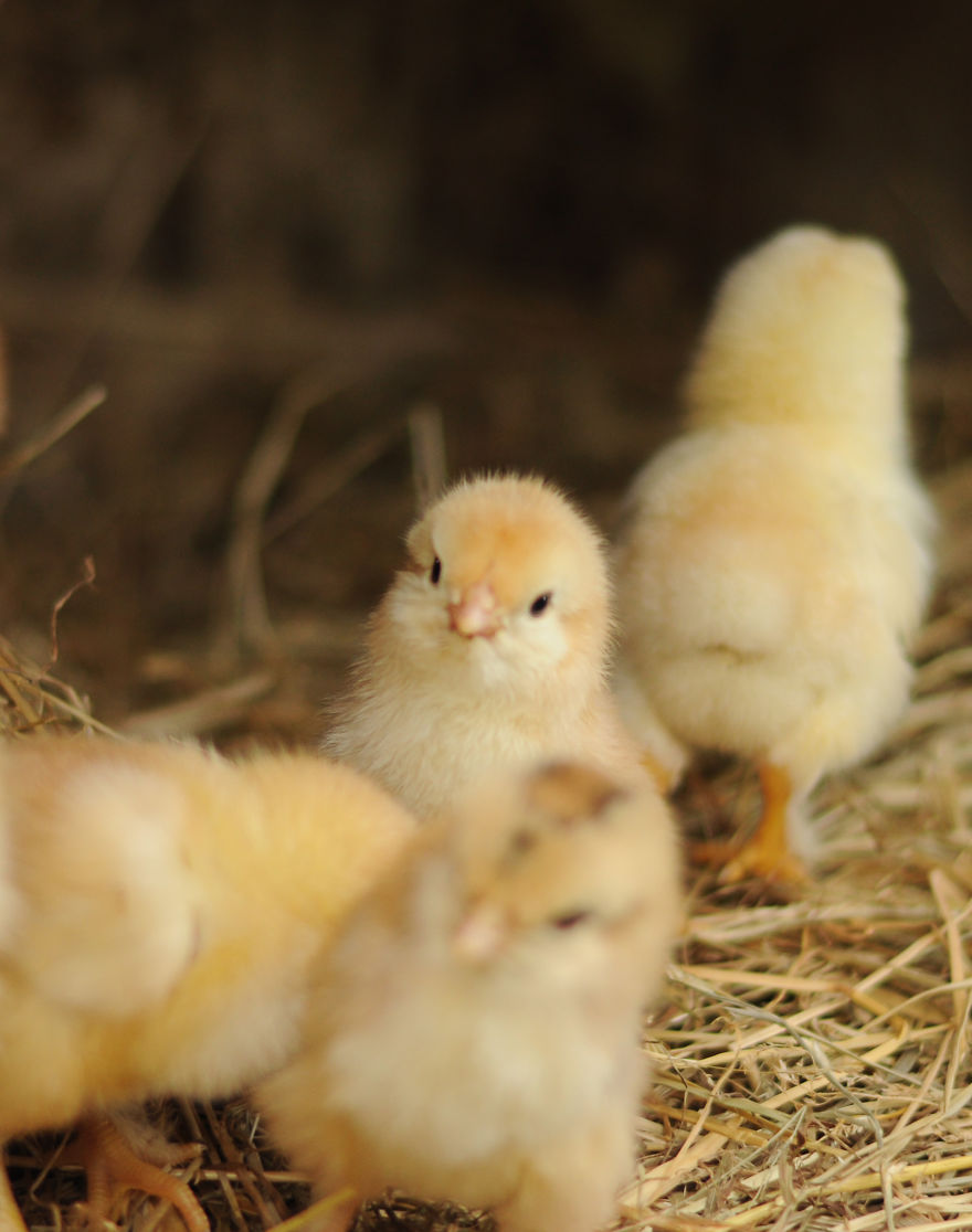 My Family Bought 27 Animals And Moved Up A Mountain My Family Bought 27 Animals And Moved Up A Mountain