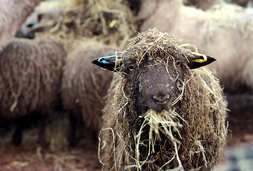 My Family Bought 27 Animals And Moved Up A Mountain My Family Bought 27 Animals And Moved Up A Mountain