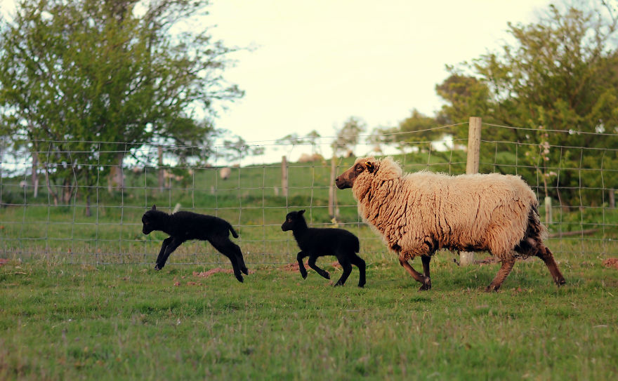 My Family Bought 27 Animals And Moved Up A Mountain My Family Bought 27 Animals And Moved Up A Mountain