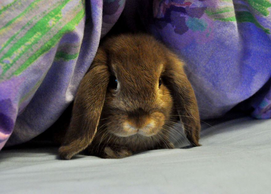 My Family Bought 27 Animals And Moved Up A Mountain My Family Bought 27 Animals And Moved Up A Mountain