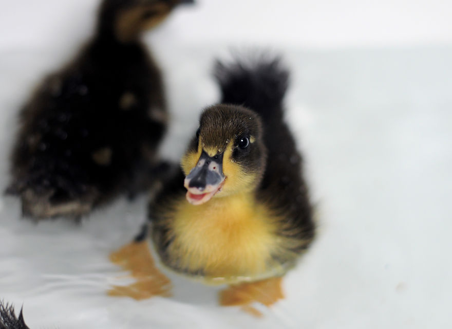 My Family Bought 27 Animals And Moved Up A Mountain My Family Bought 27 Animals And Moved Up A Mountain