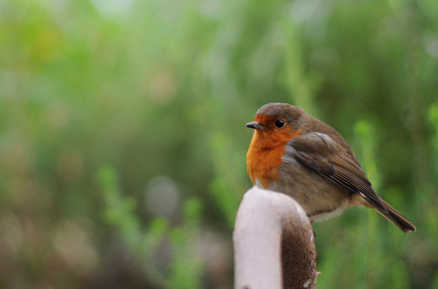 My Family Bought 27 Animals And Moved Up A Mountain My Family Bought 27 Animals And Moved Up A Mountain