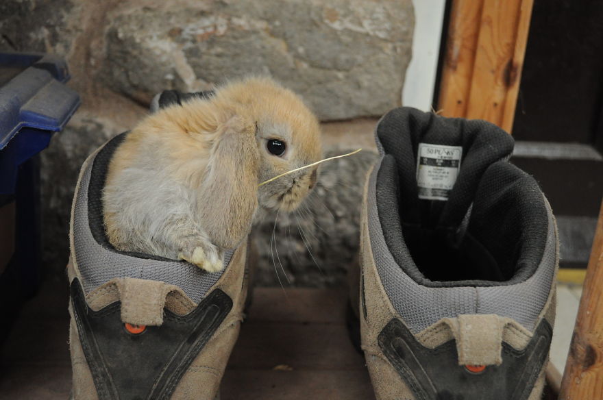 My Family Bought 27 Animals And Moved Up A Mountain My Family Bought 27 Animals And Moved Up A Mountain