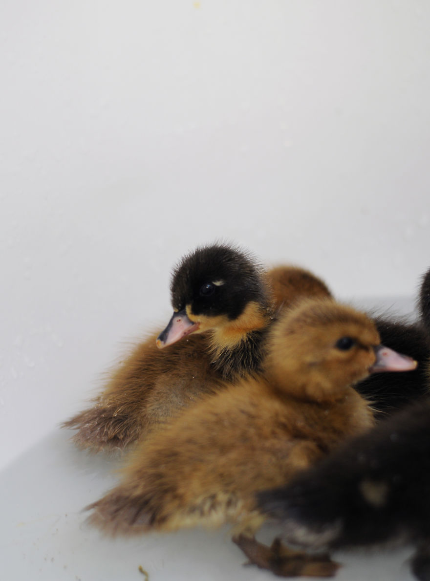 My Family Bought 27 Animals And Moved Up A Mountain My Family Bought 27 Animals And Moved Up A Mountain