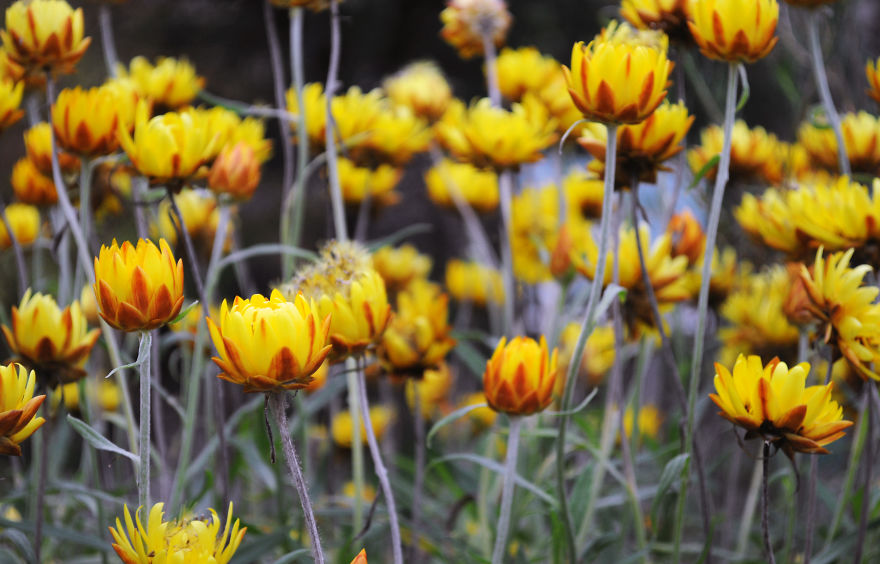 My Family Bought 27 Animals And Moved Up A Mountain My Family Bought 27 Animals And Moved Up A Mountain