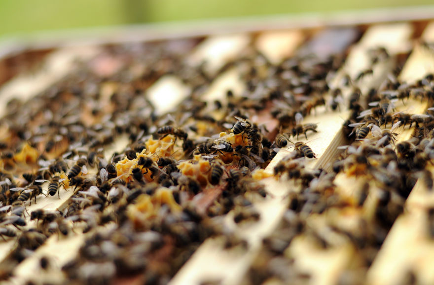 My Family Bought 27 Animals And Moved Up A Mountain My Family Bought 27 Animals And Moved Up A Mountain