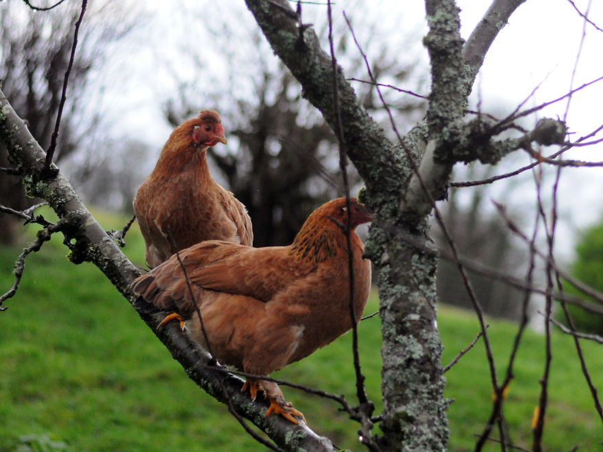 My Family Bought 27 Animals And Moved Up A Mountain My Family Bought 27 Animals And Moved Up A Mountain