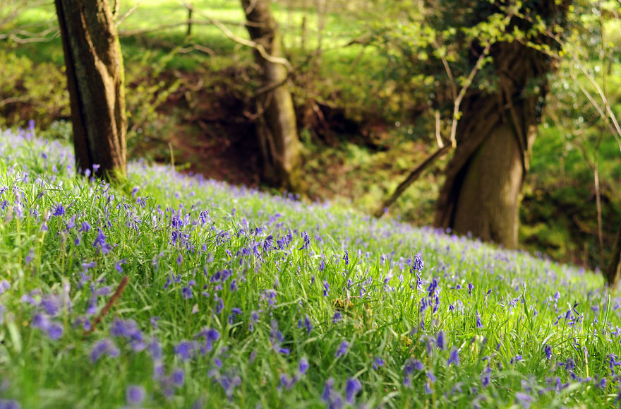 My Family Bought 27 Animals And Moved Up A Mountain My Family Bought 27 Animals And Moved Up A Mountain