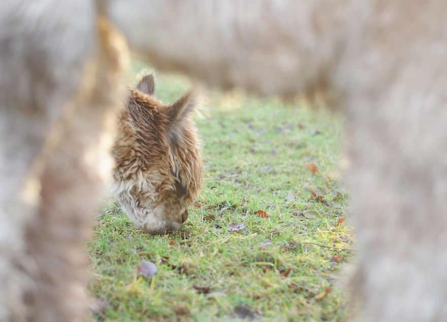 My Family Bought 27 Animals And Moved Up A Mountain My Family Bought 27 Animals And Moved Up A Mountain