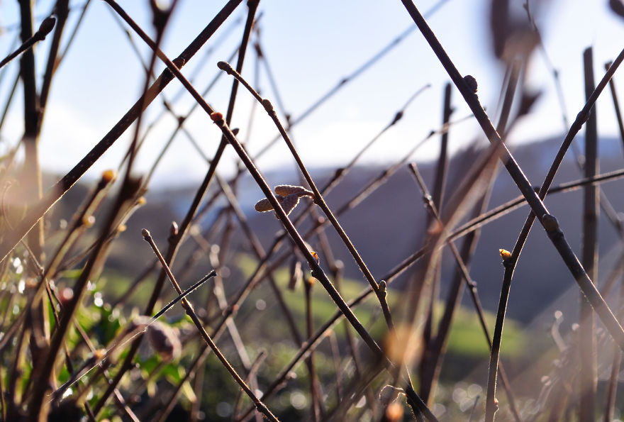 My Family Bought 27 Animals And Moved Up A Mountain My Family Bought 27 Animals And Moved Up A Mountain