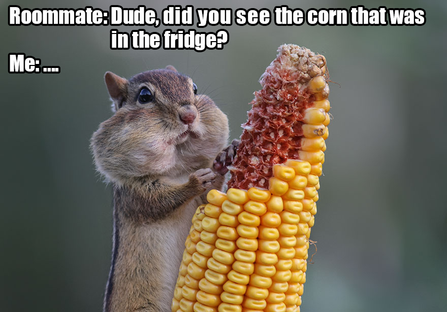 Saw The Winners Of The ‘Comedy Wildlife Photography Awards’ And Had To Add Some Captions Saw The Winners Of The ‘Comedy Wildlife Photography Awards’ And Had To Add Some Captions