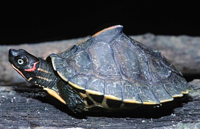 41 Endangered Turtle Species That You May Not Know Exist