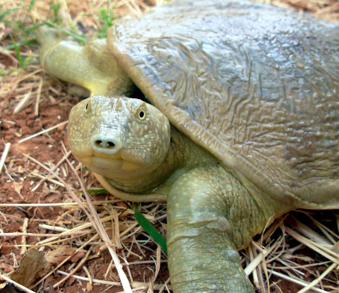 41 Endangered Turtle Species That You May Not Know Exist