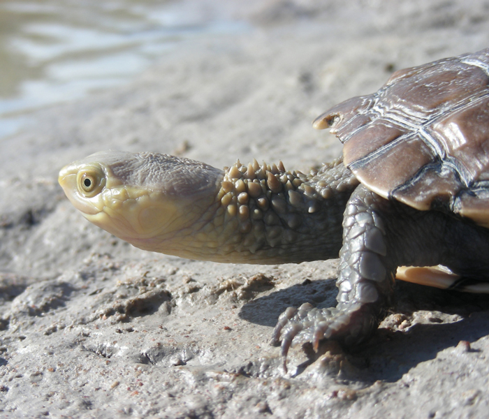 41 Endangered Turtle Species That You May Not Know Exist
