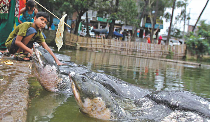 41 Endangered Turtle Species That You May Not Know Exist