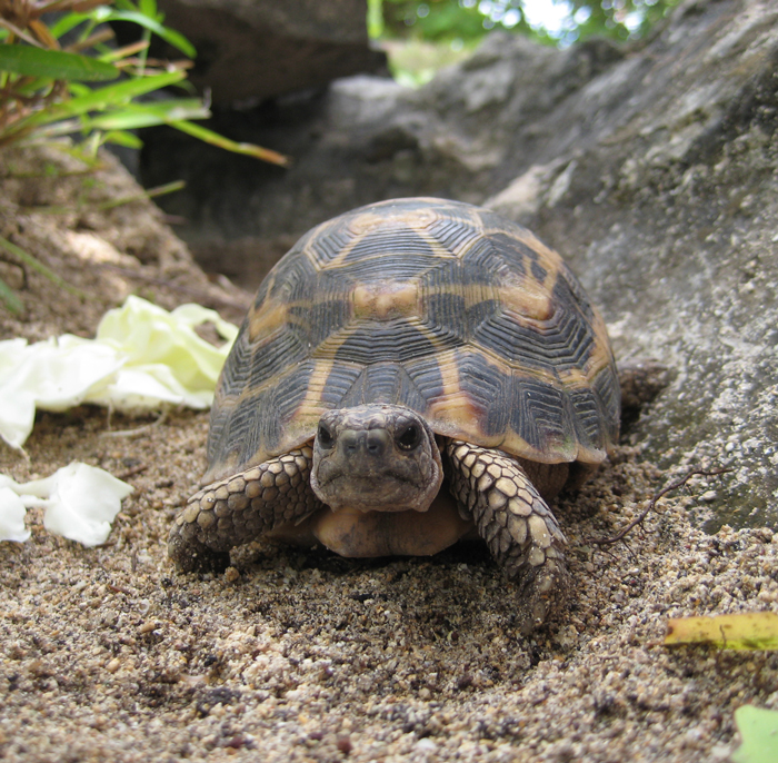 41 Endangered Turtle Species That You May Not Know Exist