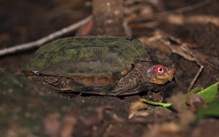 41 Endangered Turtle Species That You May Not Know Exist