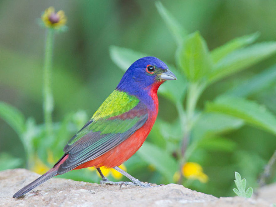 Colorful Birds Of The World Colorful Birds Of The World