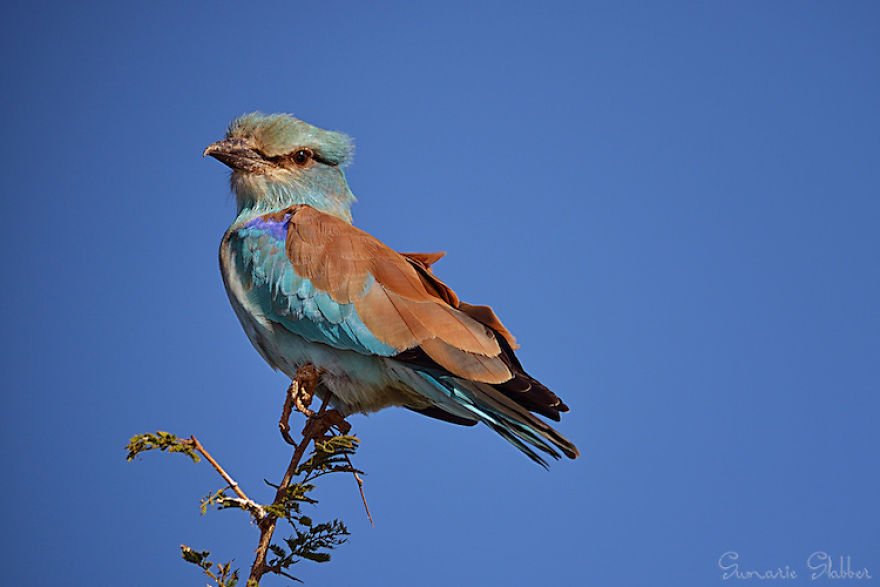 Colorful Birds Of The World Colorful Birds Of The World