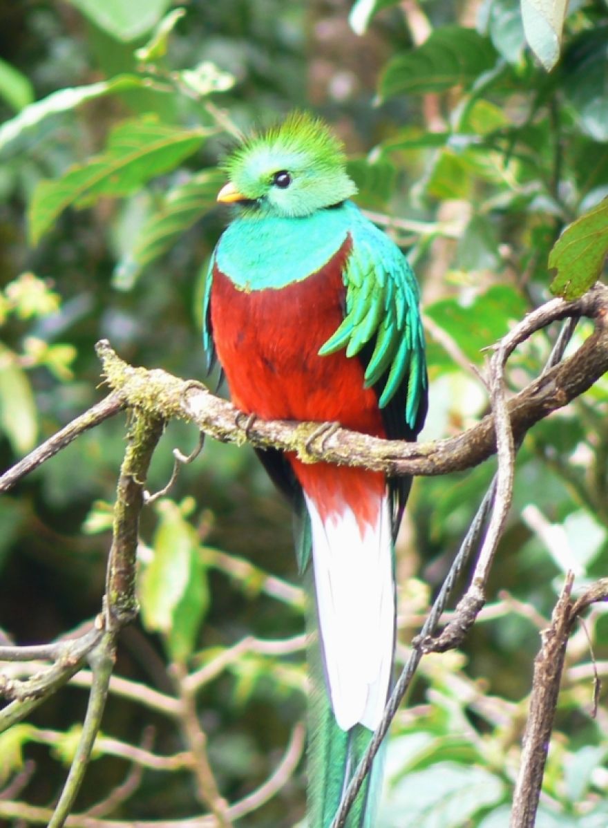 Colorful Birds Of The World Colorful Birds Of The World