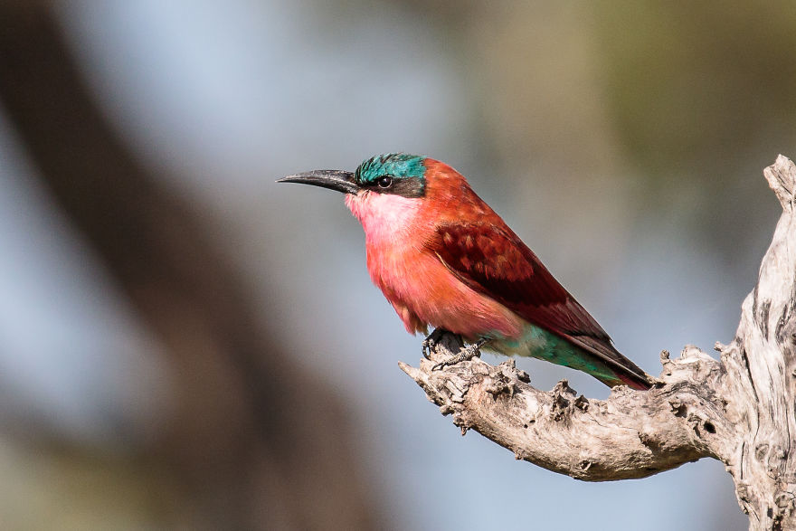Colorful Birds Of The World Colorful Birds Of The World