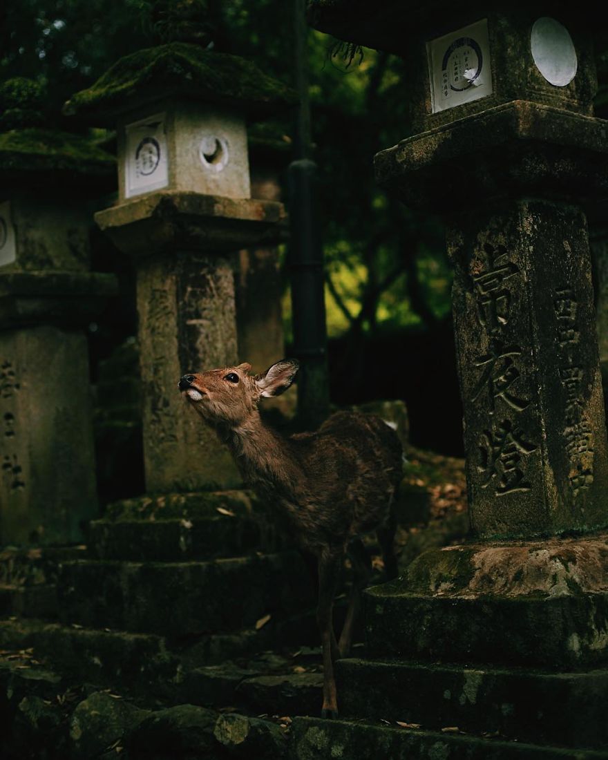 Beautiful Life In Nara, Japan