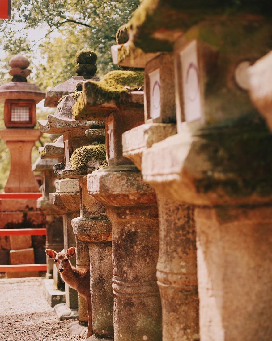 Beautiful Life In Nara, Japan