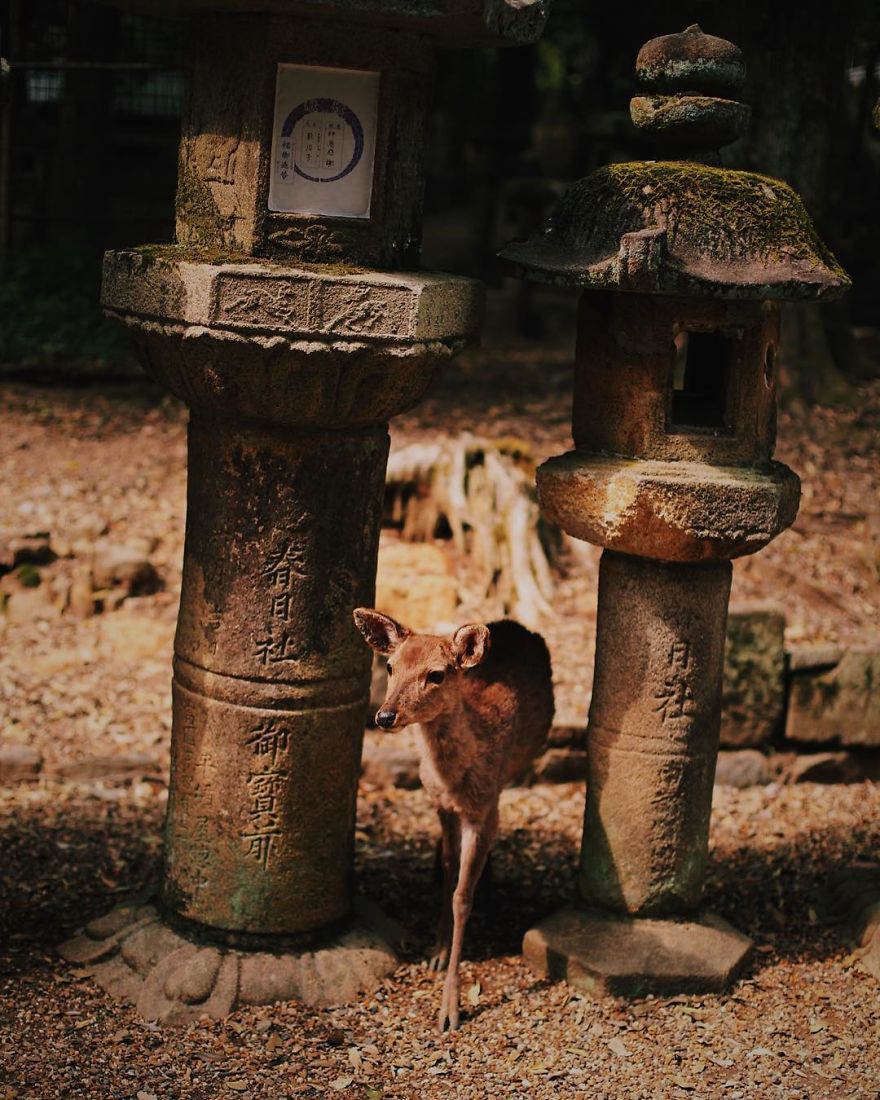 Beautiful Life In Nara, Japan
