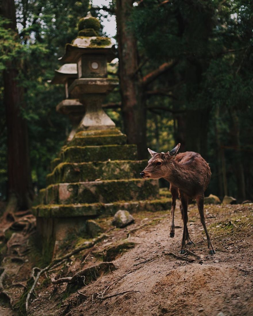 Beautiful Life In Nara, Japan