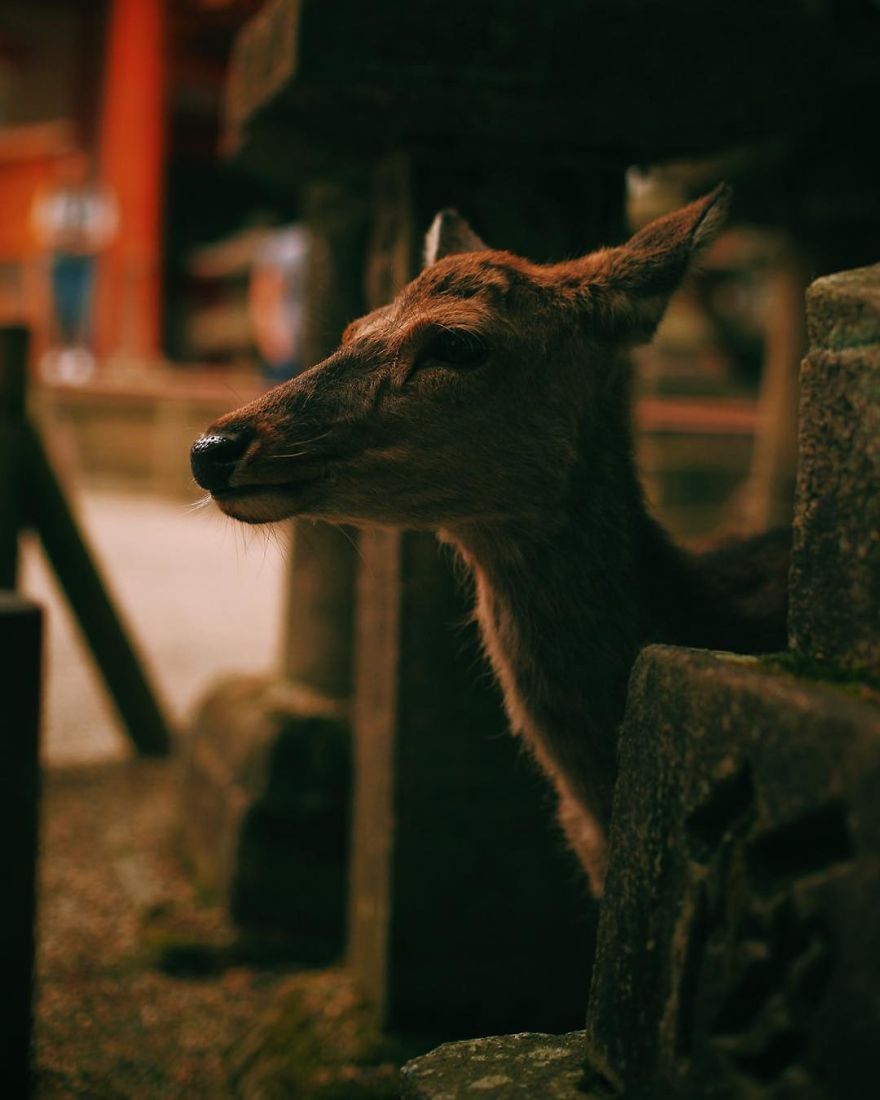 Beautiful Life In Nara, Japan