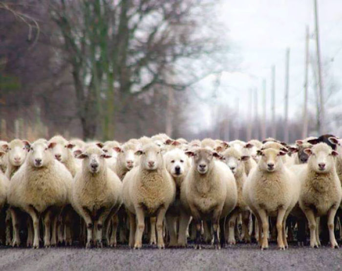 One Of These Things Is Not Like The Other (145 pics) One Of These Things Is Not Like The Other (145 pics)