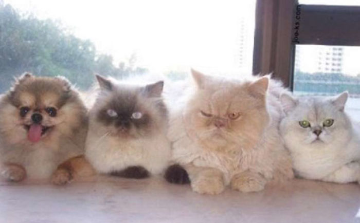 One Of These Things Is Not Like The Other (145 pics) One Of These Things Is Not Like The Other (145 pics)