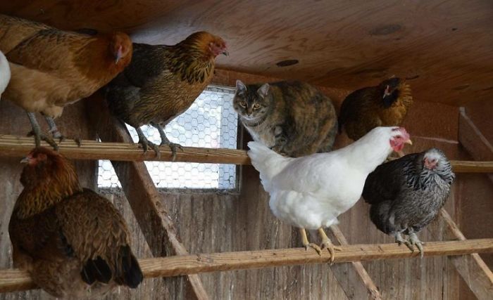 One Of These Things Is Not Like The Other (145 pics) One Of These Things Is Not Like The Other (145 pics)