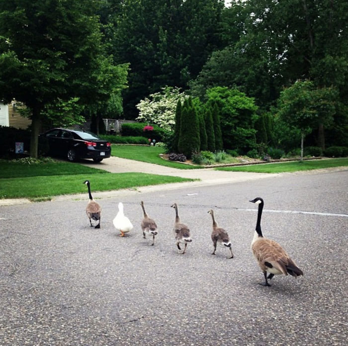 One Of These Things Is Not Like The Other (145 pics) One Of These Things Is Not Like The Other (145 pics)