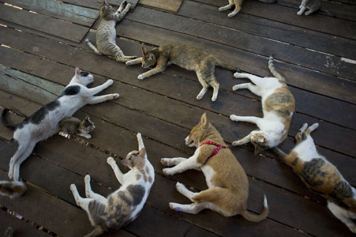 One Of These Things Is Not Like The Other (145 pics) One Of These Things Is Not Like The Other (145 pics)