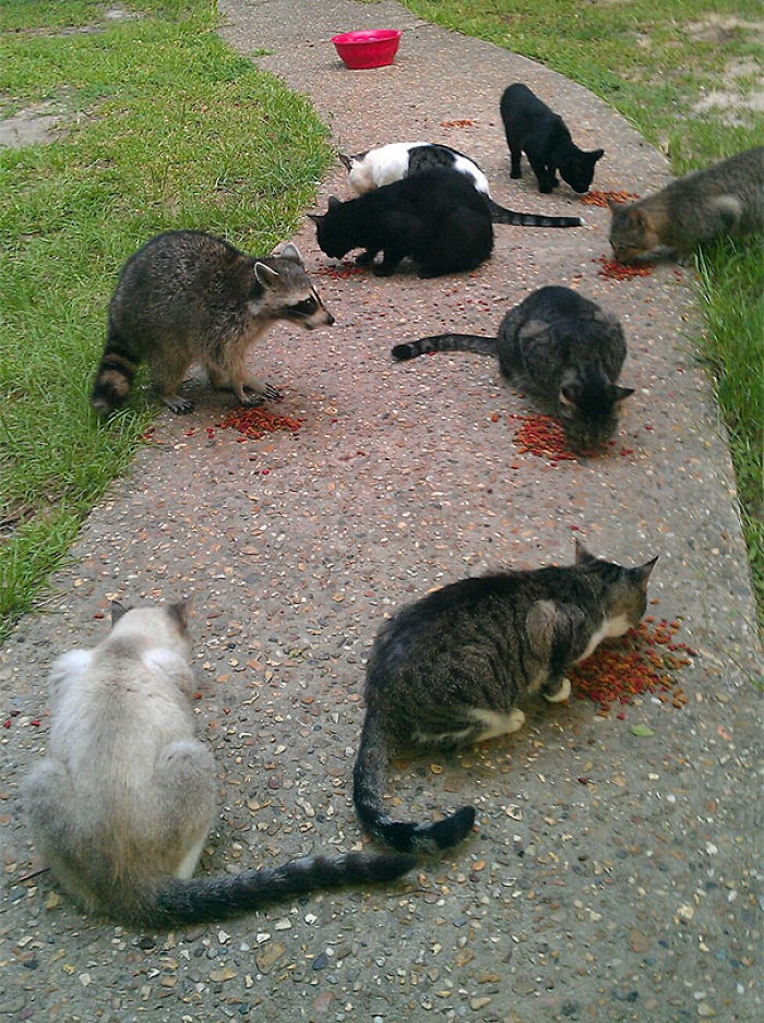 One Of These Things Is Not Like The Other (145 pics) One Of These Things Is Not Like The Other (145 pics)